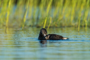 White tufted grebe, La Pampa, Patagonia,Argentina