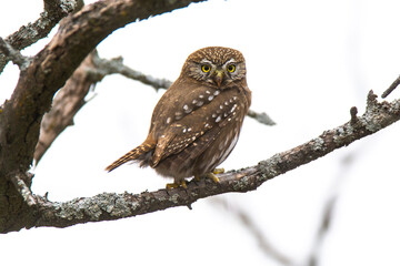 Ferruginous Pygmy owl, Glaucidium brasilianum, Calden forest, La Pampa Province, Patagonia, Argentina.