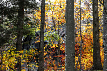 A wooden cabin in the background of a dense forest in autumn