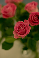 Flower bouquet of pink roses close-up. Mother's Day concept. 