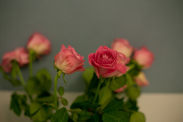 Bouquet of pink roses close-up. Mothers Day