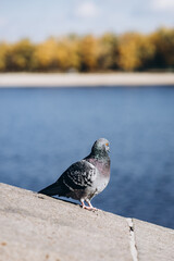 pigeon on the pier