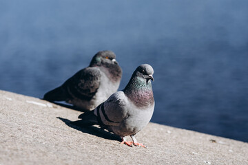 two pigeons on the stone