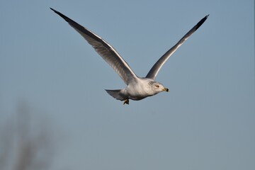 Fototapeta na wymiar White seagull soaring through a cloudless, bright blue sky