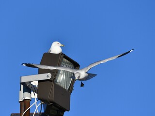White seagull soaring through a cloudless, bright blue sky
