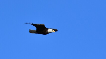 Fototapeta na wymiar American Bald Eagle soaring through a clear blue sky with its wings outstretched