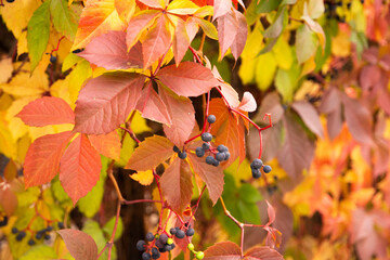 autumn leaves background