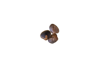 detail of three raw and closed clams on a transparent background ready to use as a template in your design.