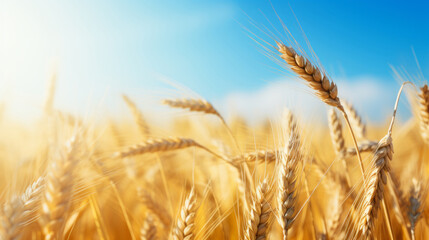 Close up view of golden wheat that is raising on the field, against blue sky
