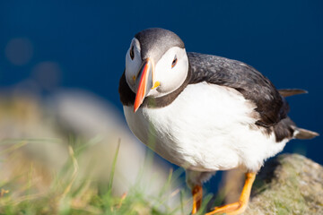 Close up of super cute Puffin - Wildlife of Norway