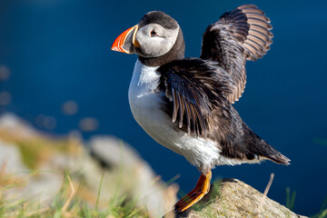 Puffin with its wings spread out open 
