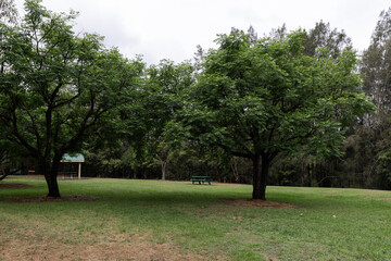 A big green tree in the park.