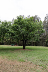 A big green tree in the park.