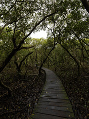 Wooden pathway around mangrove trees.