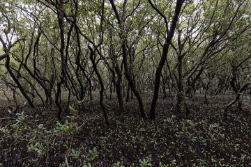 Fototapeta premium Dense view of mangrove trees in the park.