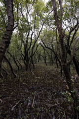 Dense view of mangrove trees in the park.