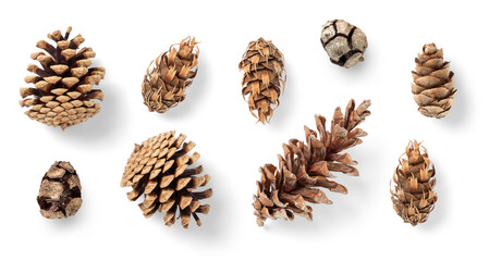collection of pinecones: various conifer cones isolated over a transparent background, natural...