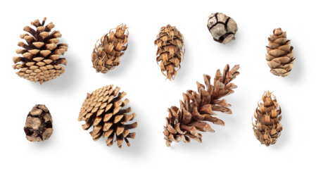 collection of pinecones: various conifer cones isolated over a transparent background, natural Christmas or winter decoration, Douglas fir tree, mountain pine, black pine, larch and cypress, top view