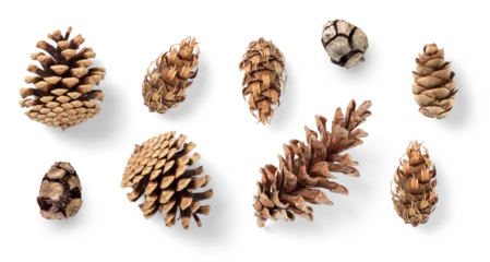 Foto auf Alu-Dibond collection of pinecones: various conifer cones isolated over a transparent background, natural Christmas or winter decoration, Douglas fir tree, mountain pine, black pine, larch and cypress, top view © Anja Kaiser