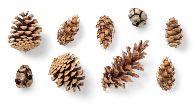 collection of pinecones: various conifer cones isolated over a transparent background, natural Christmas or winter decoration, Douglas fir tree, mountain pine, black pine, larch and cypress, top view