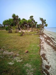 Scenic view of a fallen tree on the beach on a cloudy windy day