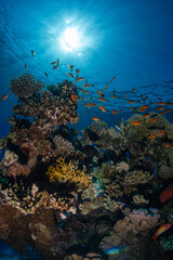 Fototapeta na wymiar Colorful reef fish on a coral reef in the Red Sea in Egypt with the sun in background and beautiful sun rays in the blue water