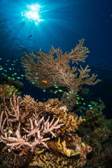 Colorful green and orange reef fish on a coral reef in the Red Sea in Egypt with the sun in background and beautiful sun rays in the blue water