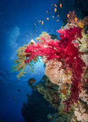 Red softcorals on a wall in the Red Sea in Egypt with the blue sea as backgorund
