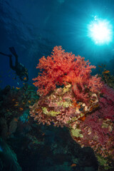Fototapeta na wymiar Red softcorals on a wall in the Red Sea in Egypt with a scuba diver in the background