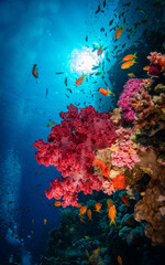 Fototapeta na wymiar Red softcorals and a lot of reef fish in the Red Sea in Egypt with the blue sea as backgorund