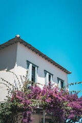 A traditional-style house with a lush flowering tree in the front yard in Skopelos island, Greece