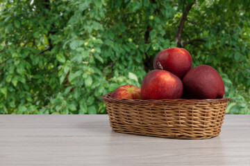 Just picked apples in a wicker basket on wooden boards