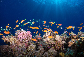 Fototapeta na wymiar Reef fish on coral reef in the beautiful and colorfull Red Sea