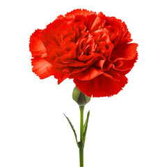 red flower carnation on isolated background