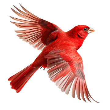 Red bird on isolated background