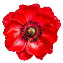 Red flower poppy on isolated background