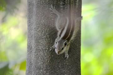 The palm squirrel is about the size of a large chipmunk, with a bushy tail slightly shorter than its