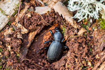 Large black Carabus coriaceus beetle on a rotten stump after winter