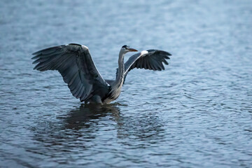 A Grey Heron in a Lake
