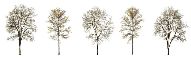 Set of autumn large and medium Ash Fraxinus and sycamore platanus maple trees fallen leaves...
