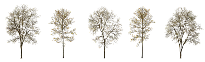 Möbelaufkleber Set of autumn large and medium Ash Fraxinus and sycamore platanus maple trees fallen leaves isolated png on a transparent background perfectly cutout fall  © Roman