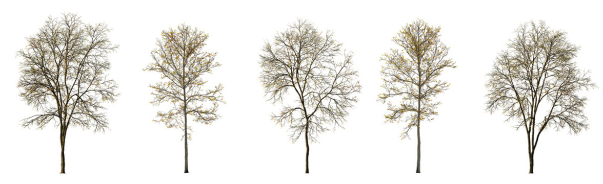 Set of autumn large and medium Ash Fraxinus and sycamore platanus maple trees fallen leaves isolated png on a transparent background perfectly cutout fall
