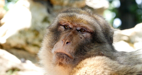 Obraz premium Barbary Macaque, macaca sylvana, Portrait of Adult