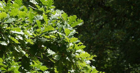 Fototapeta na wymiar Leaves of English Oak, quercus robur or quercus pedunculata, Forest near Rocamadour in the South West of France