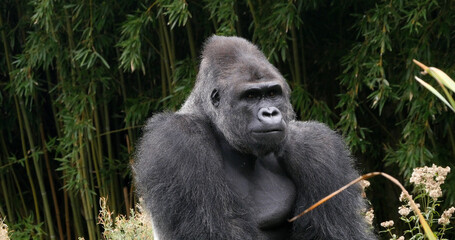 Eastern Lowland Gorilla, gorilla gorilla graueri, Silverback Male