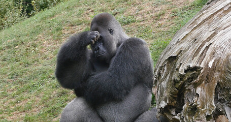 Obraz premium Eastern Lowland Gorilla, gorilla gorilla graueri, Silverback Male