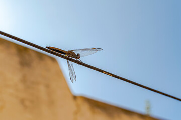 A dragonfly resting on a metal cable. Low angle view with blue sky and blurred wall in background....