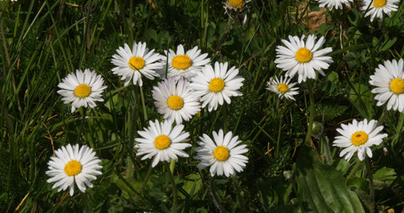 Daisies, Bellis perennis, Normandy in France © slowmotiongli