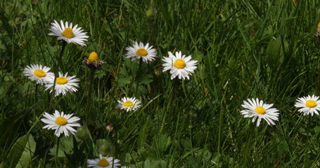 Daisies, Bellis perennis, Normandy in France © slowmotiongli