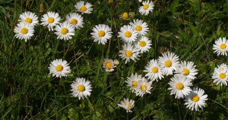 Daisies, Bellis perennis, Normandy in France © slowmotiongli